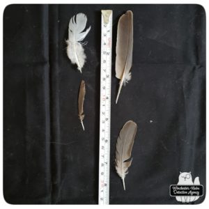 four feathers one inch to four inches long; white to tawny-grey