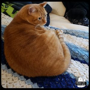 orange and white tabby Oliver lying on the bed awake and alert