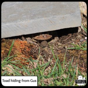 Toad under slate hiding from Gus.