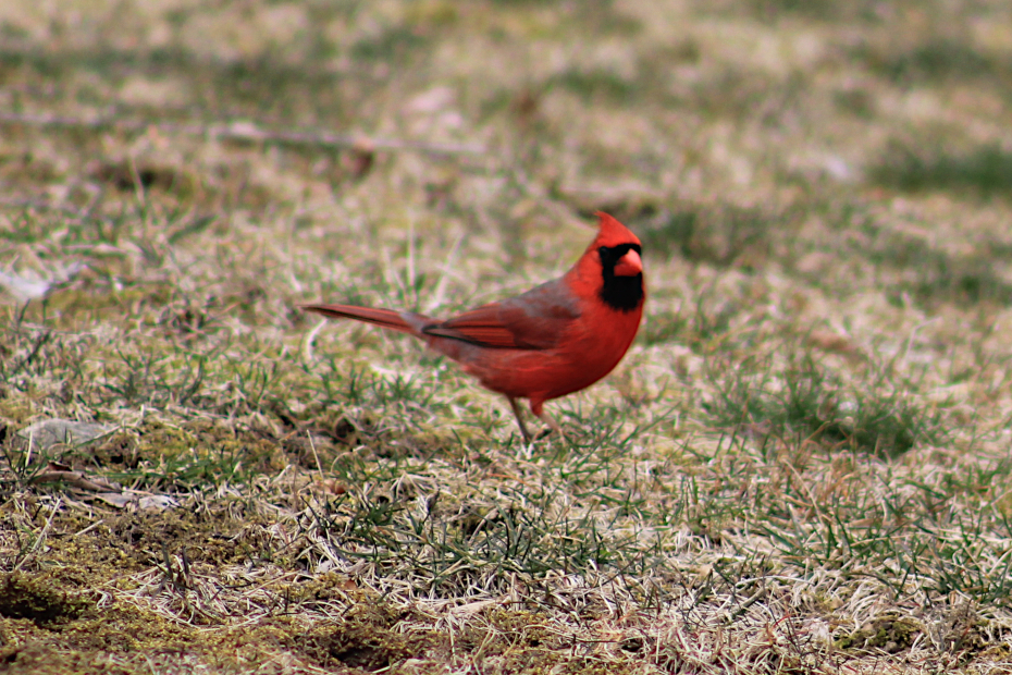 cardinal