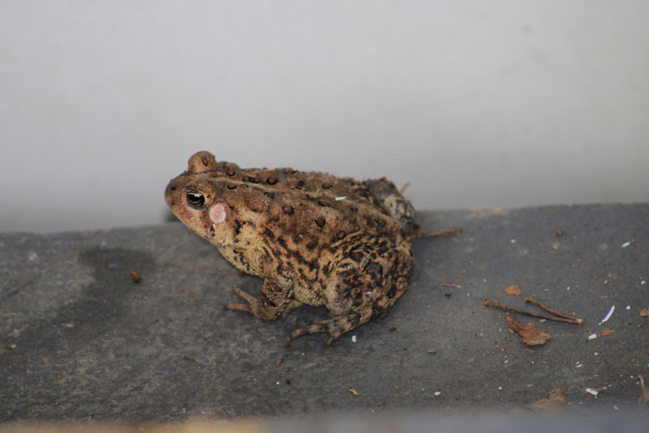 spotted American Toad closeup
