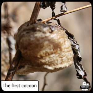 closeup the first mantis cocoon found this year