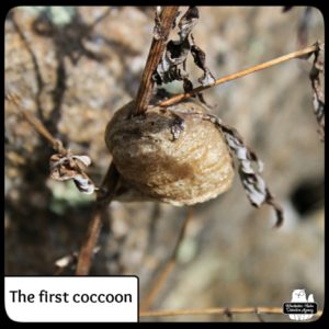 the first mantis cocoon found this year