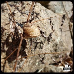 mantis cocoon on thin stalk
