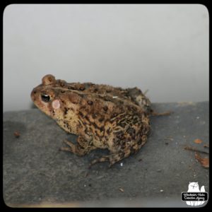 close up left side view of the American Toad