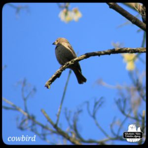 female cowbird on a dead tree branch