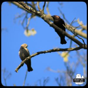 a male and female cowbird on a dead branch