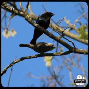 a male and female cowbird on a dead branch