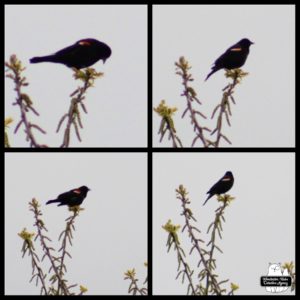 a red-winged blackbird collage