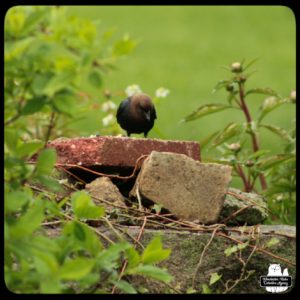 male cowbird on bricks taking seeds