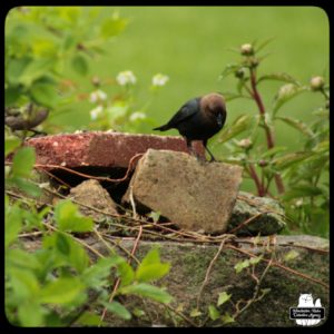 male cowbird on bricks looking for seeds; female obscured behind leaves