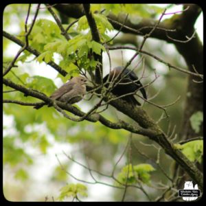 female and male cowbirds on a tree branch
