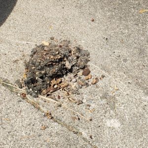 the piled debris that was a mouse nest inside the car's air filter compartment