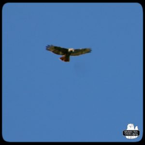 redtailed hawk in flight looking down