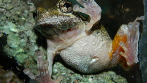 frog at upward angle to see belly and a little of the distinctive orange thigh