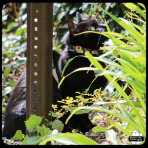 black cat Gus in foliage next to wall where he waits for birds to land