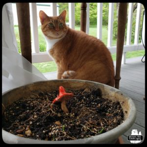 orange and white cat Oliver on the balcony next to a planter of dirt with a ceramic mushroom in the middle