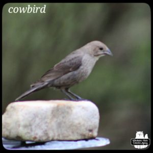 female cowbird on a white brick