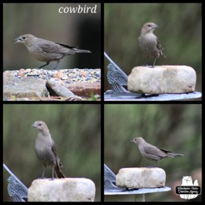 collage of a female cowbird on bricks getting bird seed