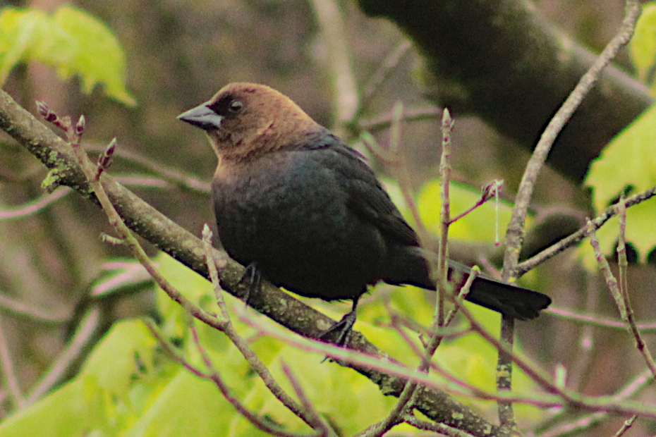 close up of male cowbird in tree
