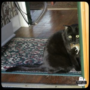 black cat Gus with fat mouse in his mouth