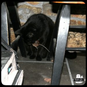 black cat Gus with mouse in his mouth while under a table