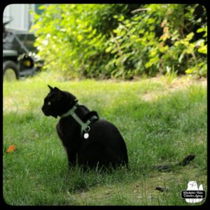 Gus sitting in the grass