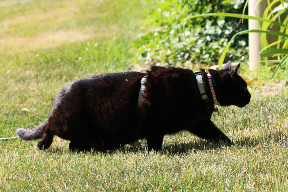 Gus stalking low in the grass