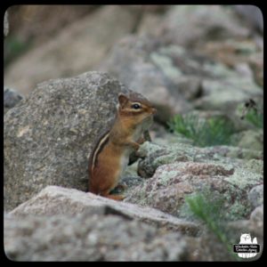 chipmunk with slightly bulging belly standing on rocks