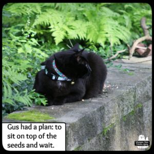 black cat Gus lying on the garden wall on top of the bird seeds