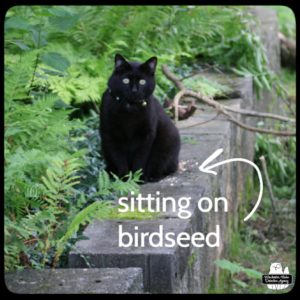 black cat Gus sitting on top of the bird seeds on the garden wall