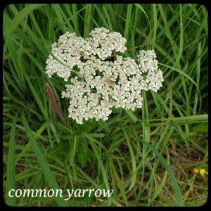 common yarrow; small white flowers that grow in a bunch
