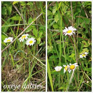 oxeye daisies; white flowers with yellow centers