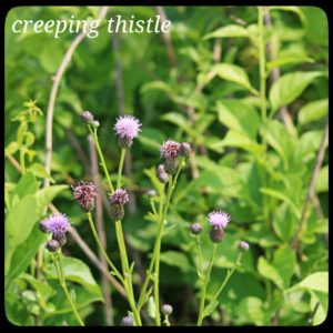 creeping thistle; spiky purple flowers