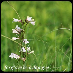 foxglove beardtongue; small trumpet shaped flowers that grow in a vertical pattern up the stem