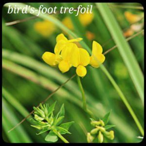 bird's foot tre-foil; small yellow flowers