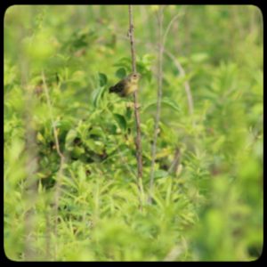 brown and yellow bird perched on a tall weed; common yellowthroat warbler (female)