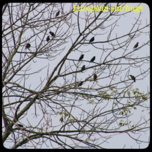 birds; a flock of European Starlings in a leafless tree