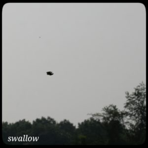 bird flying and barely decipherable - a swallow of some kind
