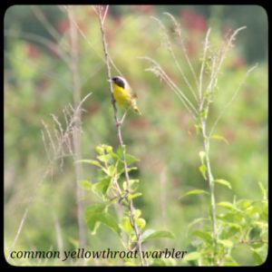yellow and black bird perched on a tall weed; common yellowthroat warbler (male)