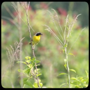 yellow and black bird perched on a tall weed; common yellowthroat warbler (male)