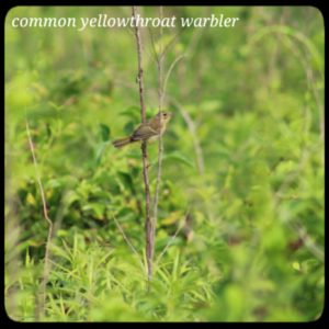 brown and yellow bird perched on a tall weed; common yellowthroat warbler (female)