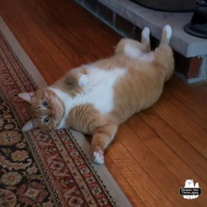 orange and white tabby Oliver on his back showing off his white belly