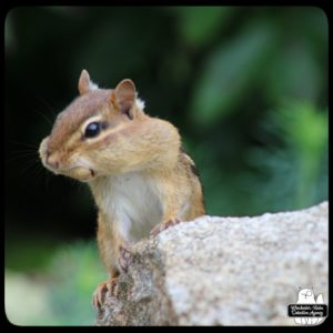 chipmunk with mouth and cheeks full of peanuts on top of a rock