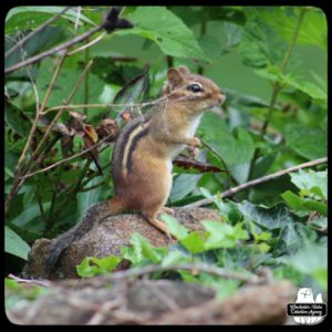 chipmunk standing up on a rock in front of a bush
