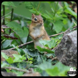 chipmunk standing up on a rock in front of a bush and on top of ivy