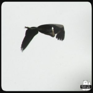 great blue heron flying