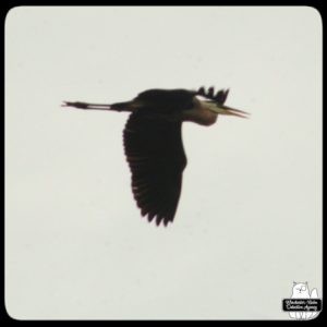 great blue heron flying