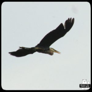 great blue heron flying