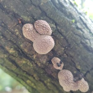 low hanging tree branch covered in Wood Ear mushrooms